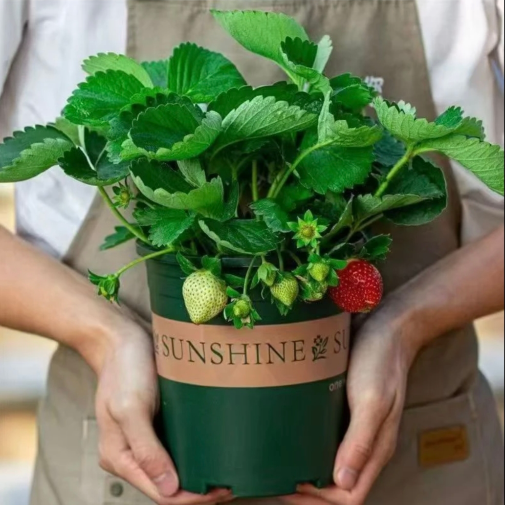 带盆带土带花带果草莓盆栽四季种植