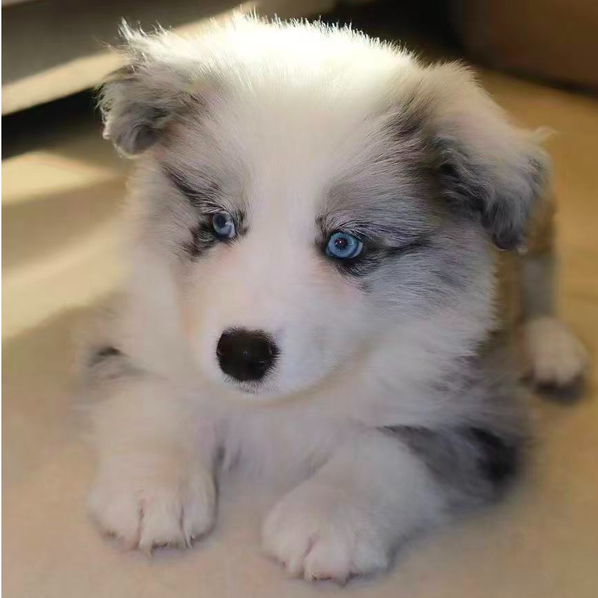 艾咪酱の边牧小课堂快乐小狗超甜小边牧