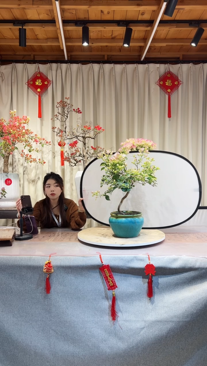 【闪购商品】盆景丽娜