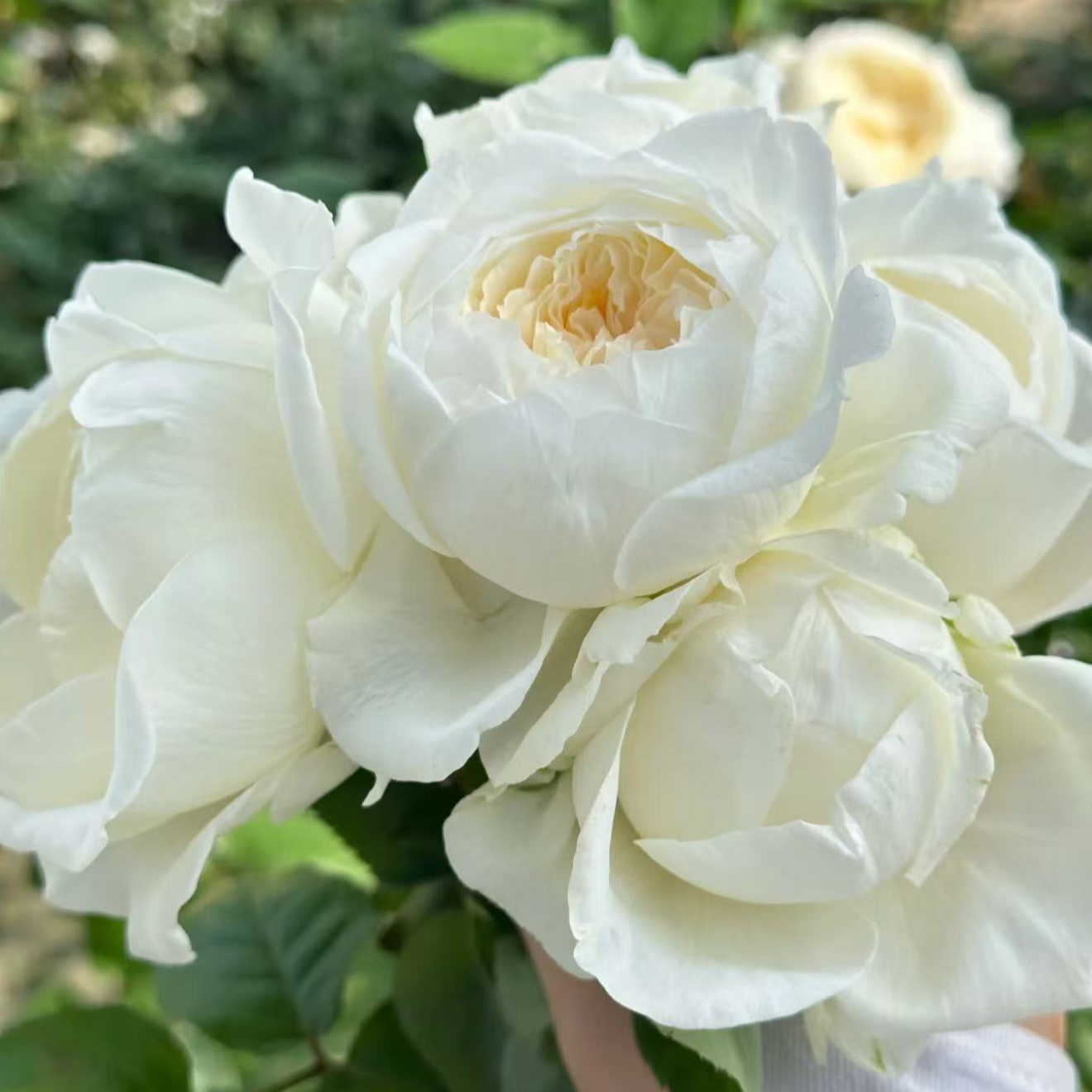 皎月仙子 切花玫瑰直立抗病花卉月季盆栽月季花苗