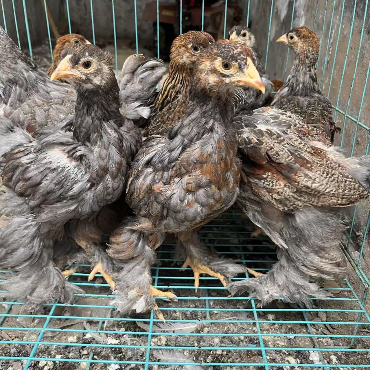 散养婆罗门肉质鲜美 顺丰包邮