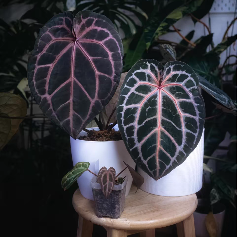 【大】一物一拍花烛热带植物ins风家居绿植热带绿林风格净化空气