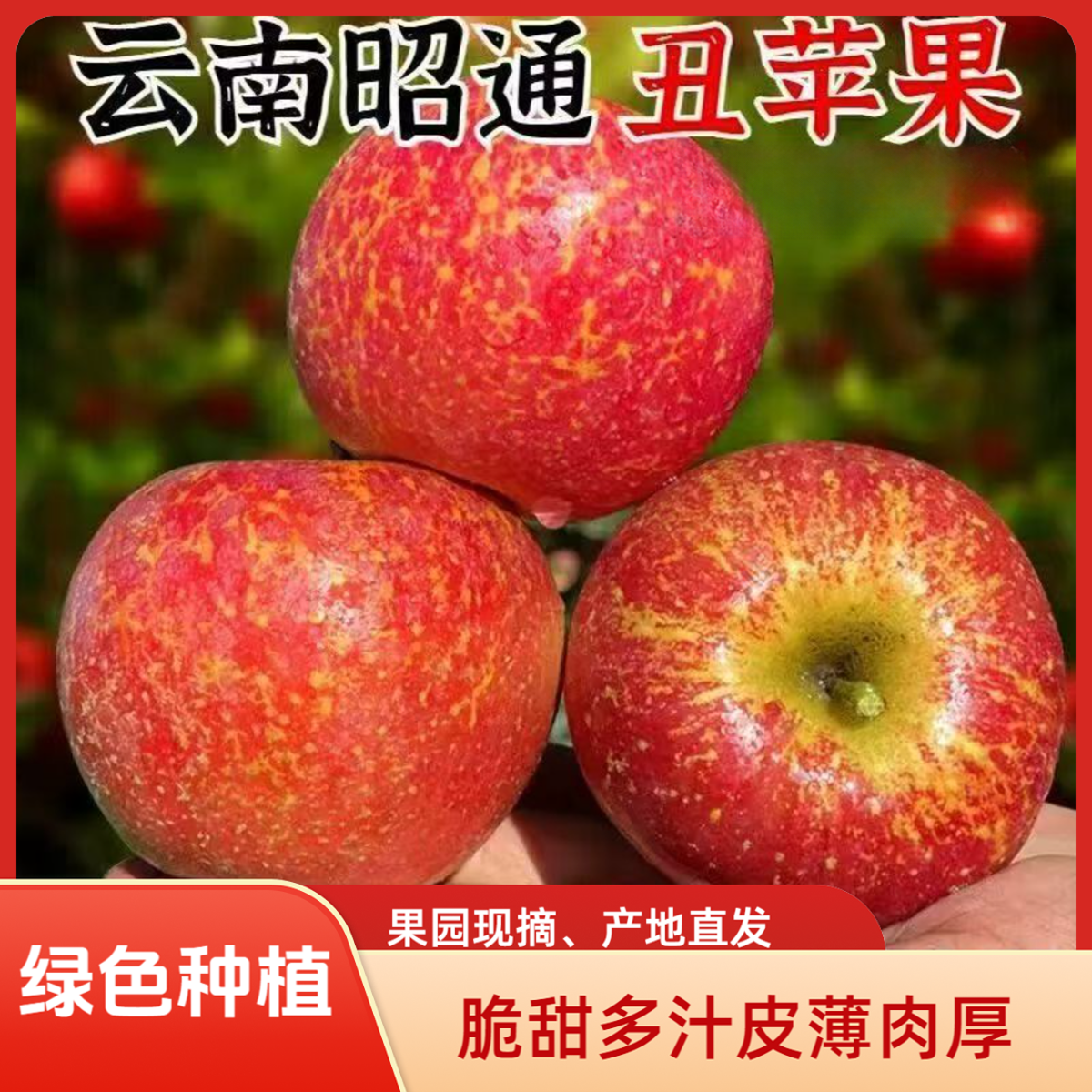 【正宗昭通丑苹果】云南昭通冰糖心丑苹果产地直发脆甜多汁5/10斤