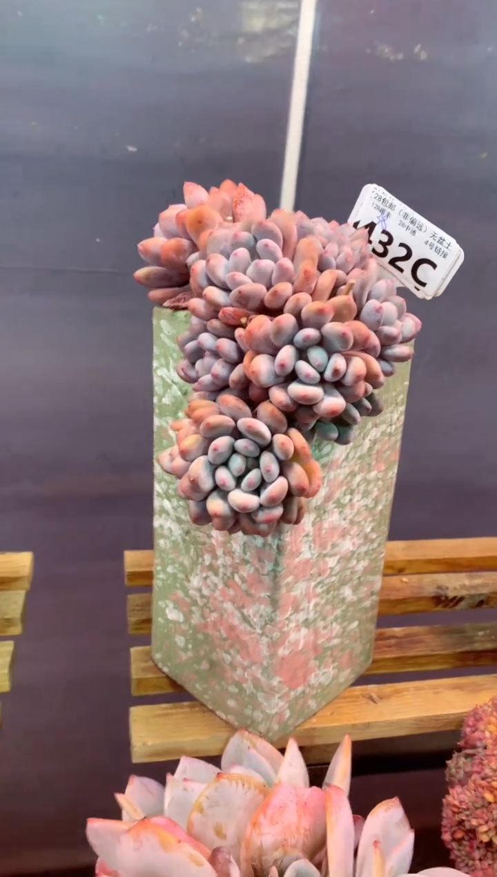 432C（一物一拍，精品多肉，w所见即所得 ）