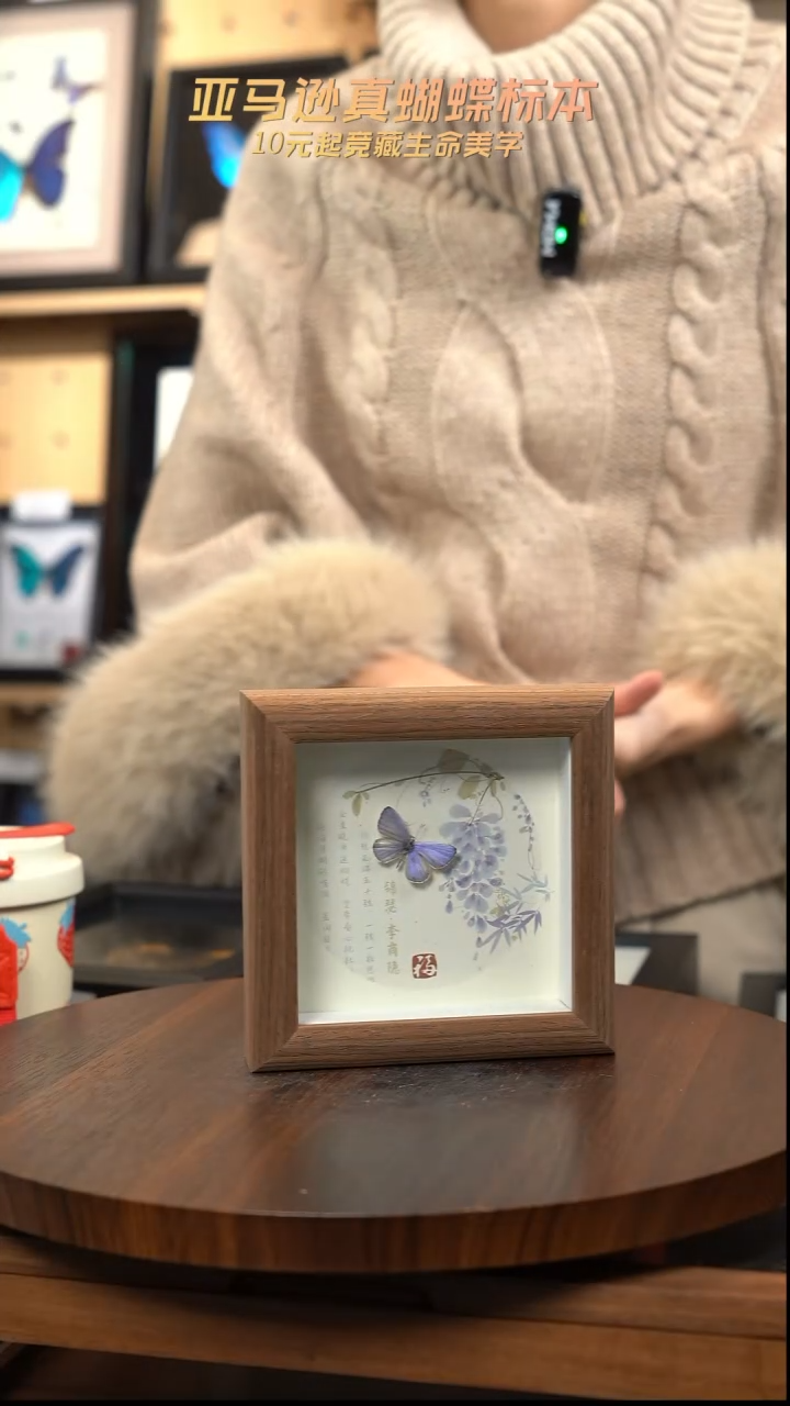 妩灰蝶标本摆件4寸