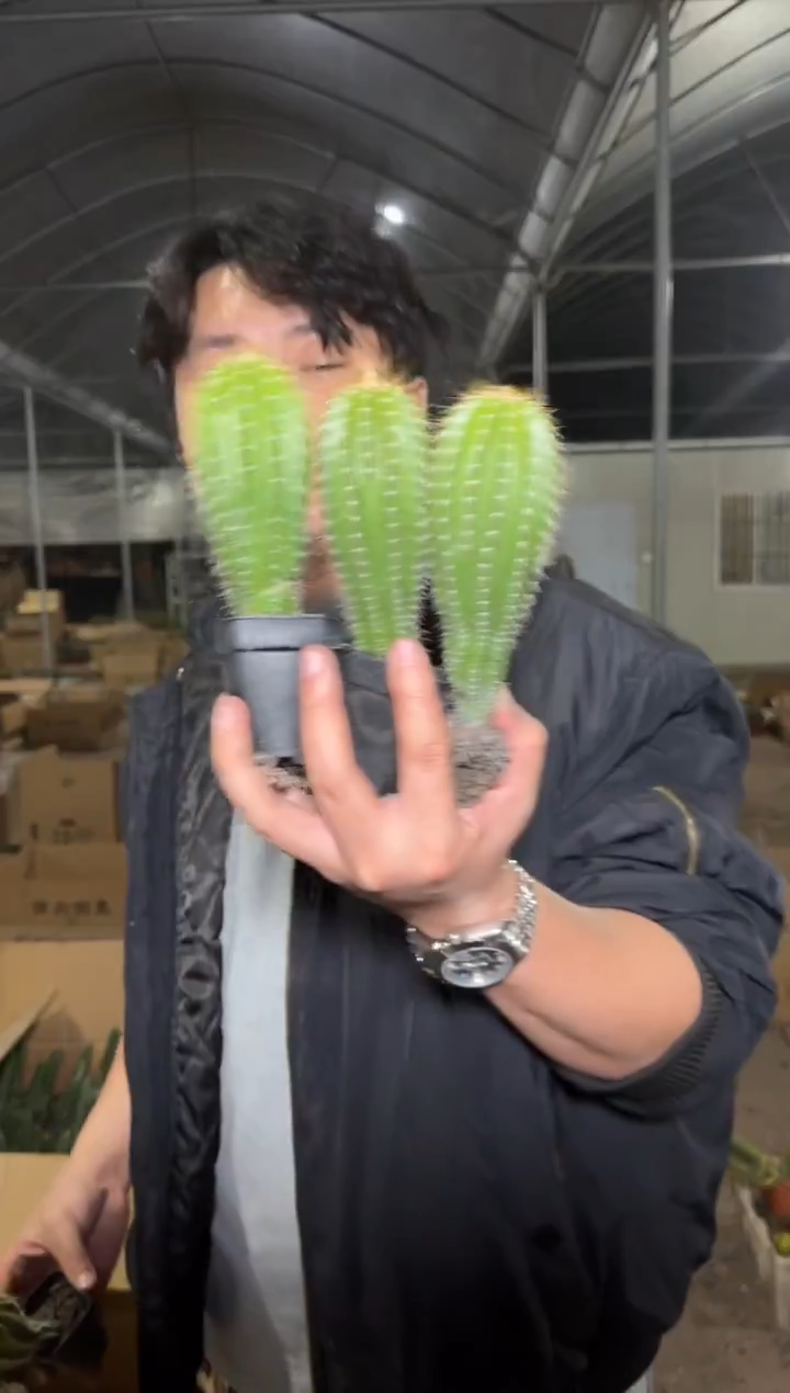 4颗 高7-10cm 大凤龙【实生根】