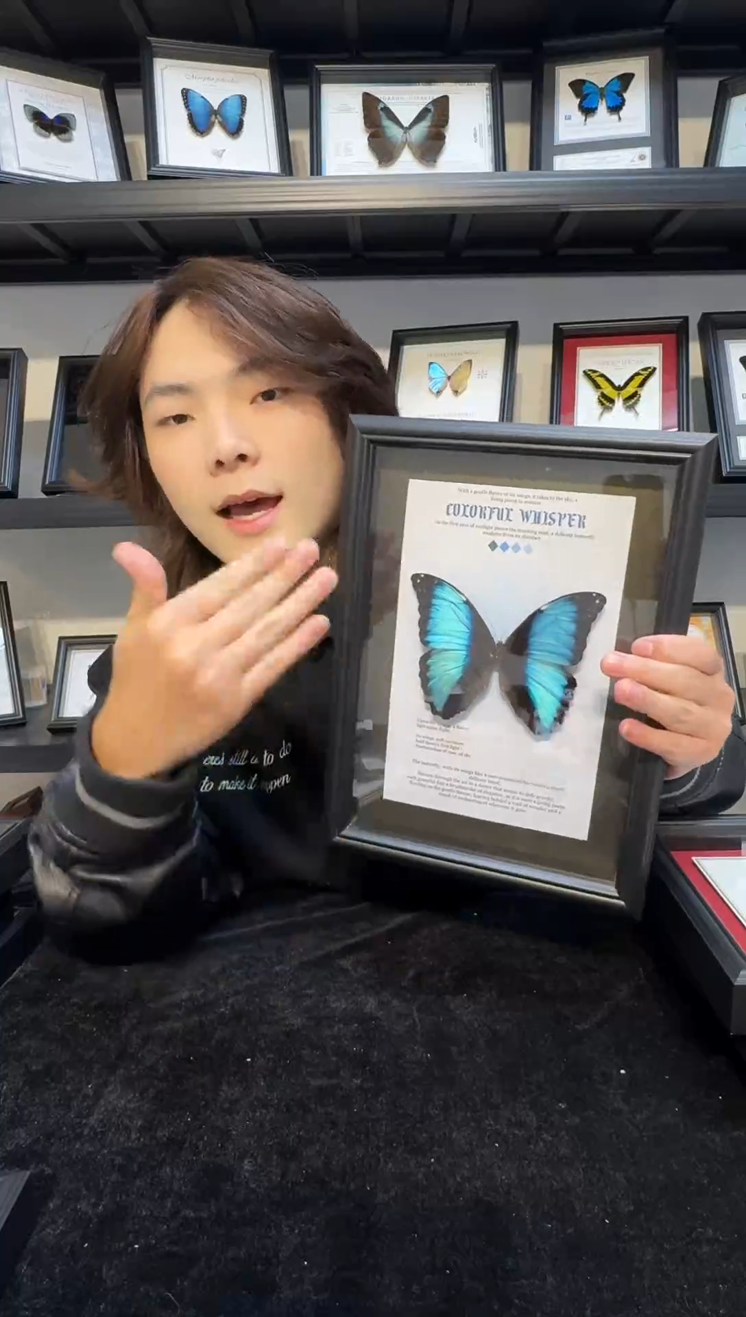 玻璃真实蝴蝶标本