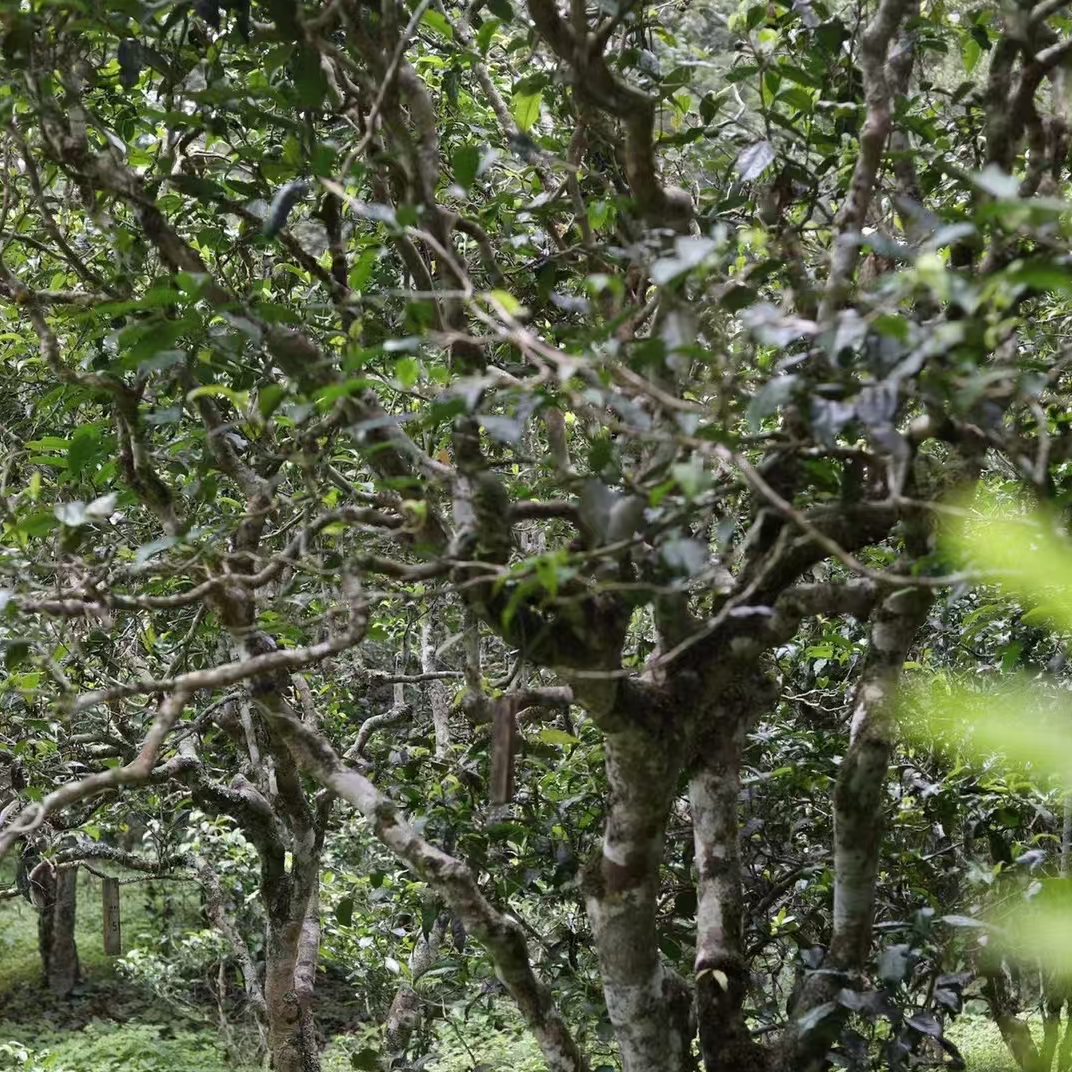 4月1号前发货 ——诚泰茶叶 2026年冷庙单株500g