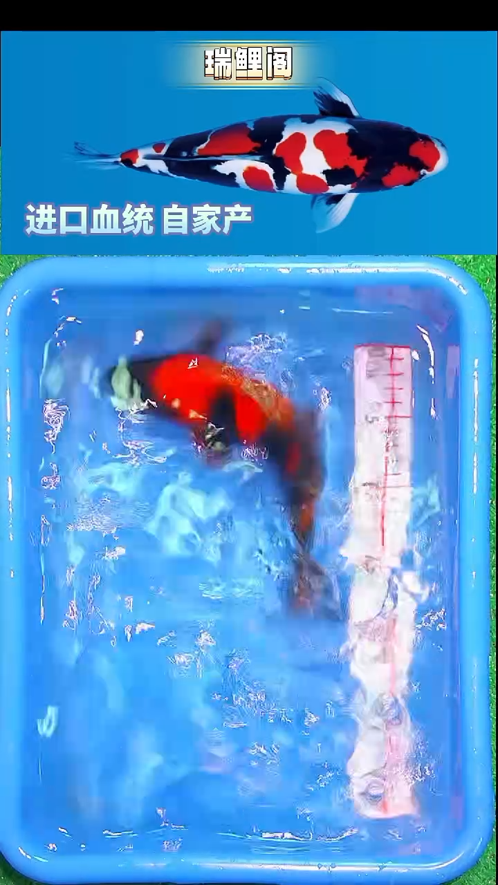 锦鲤瑞鲤阁精选-7