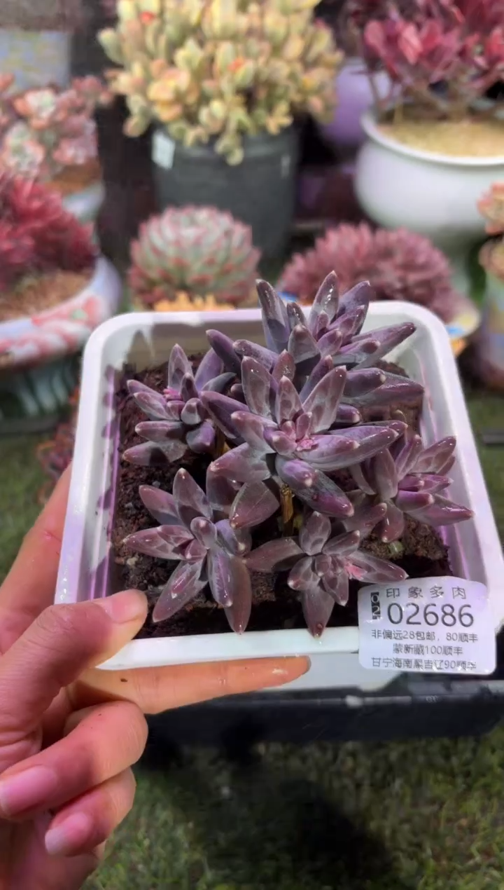 【闪购商品】02686