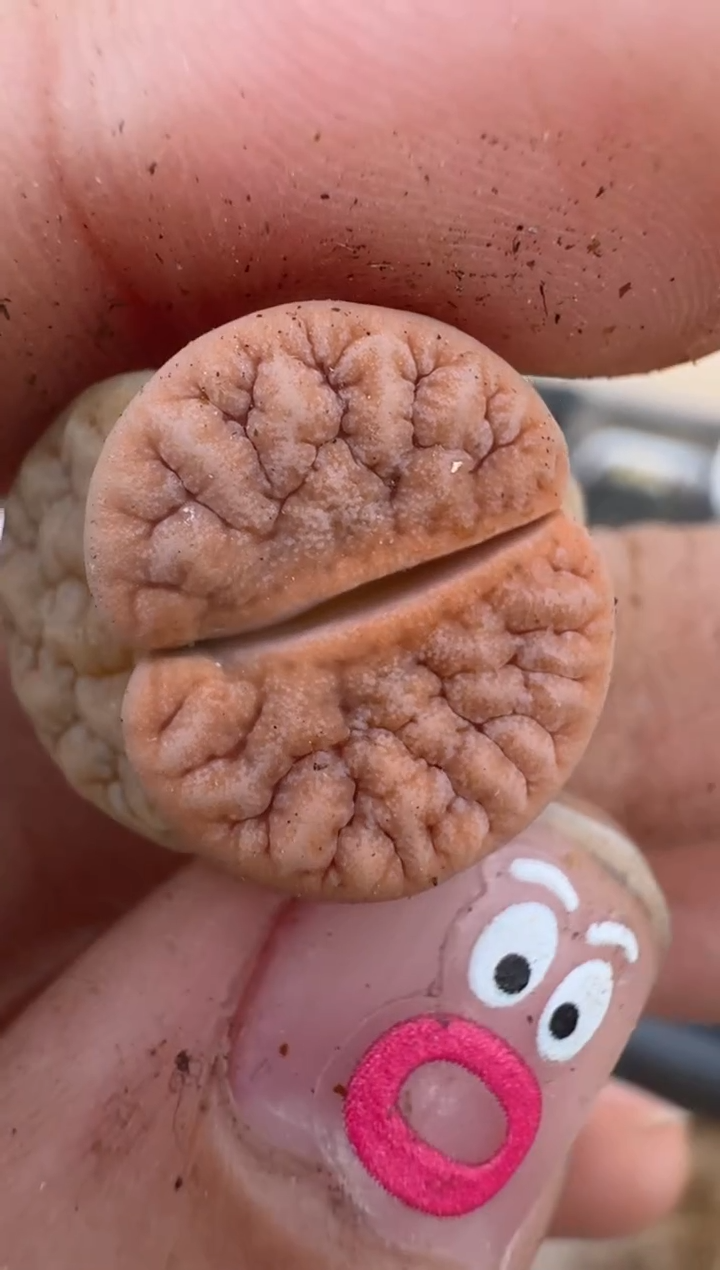 【闪购商品】16-124