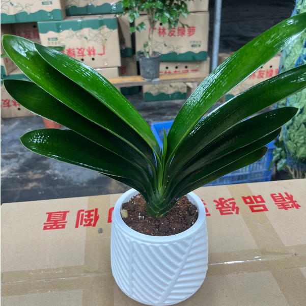 君子兰盆栽室内花卉四季常青好养易活适合阳台客厅摆放
