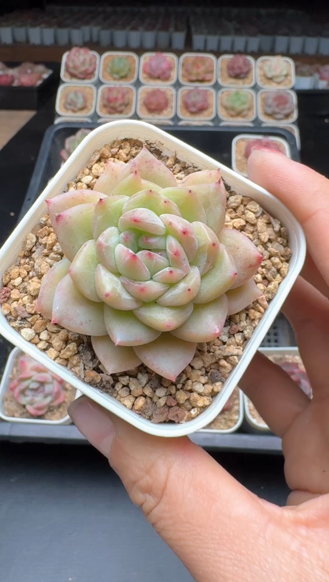 【闪购商品】855A物拍多肉带盆土6.5杯拍3颗包柚