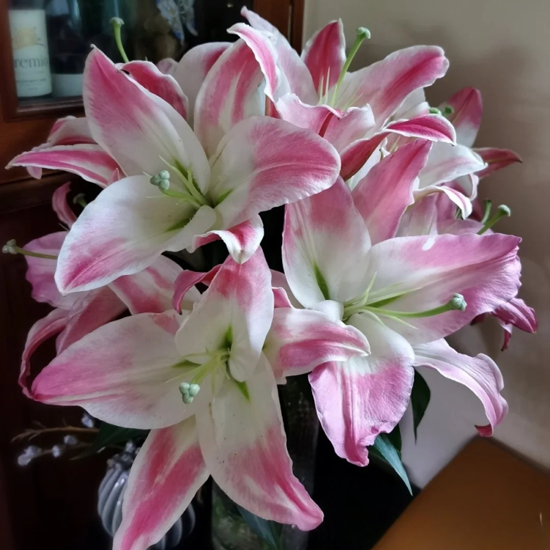 百合-阿尔巴雷特香水百合花水养插花用云南直发鲜花