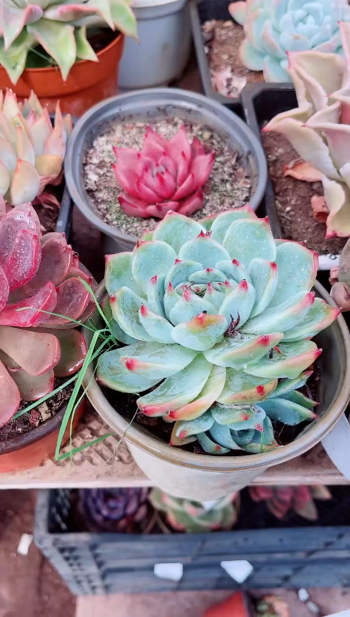忘*草14194肉植物一物一拍