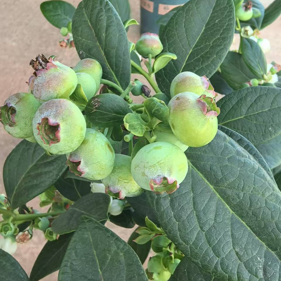 云南蓝莓苗盆栽基地发货