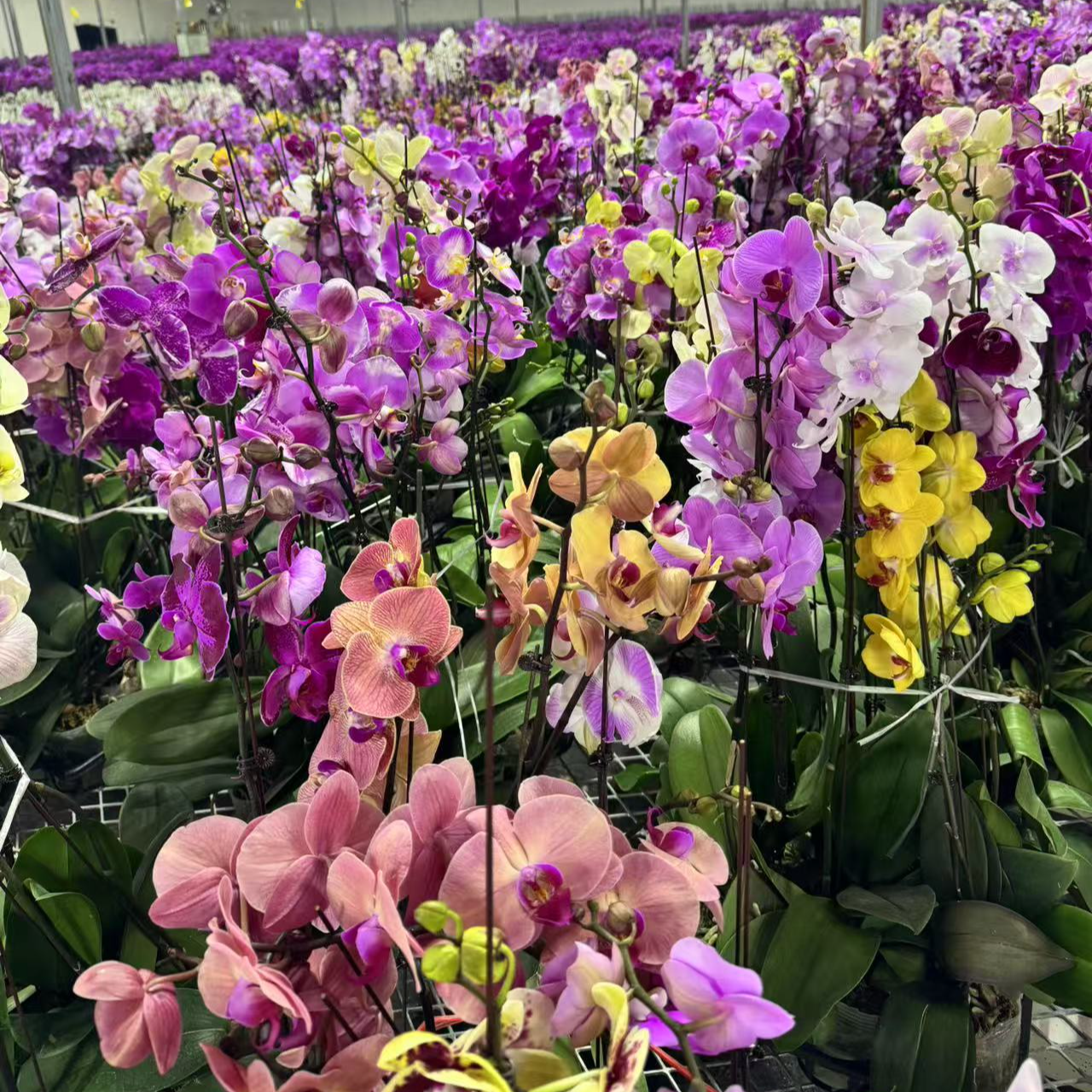 繁星里蝴蝶兰（蝴蝶兰开花株9·9发货）室内高档花微瑕