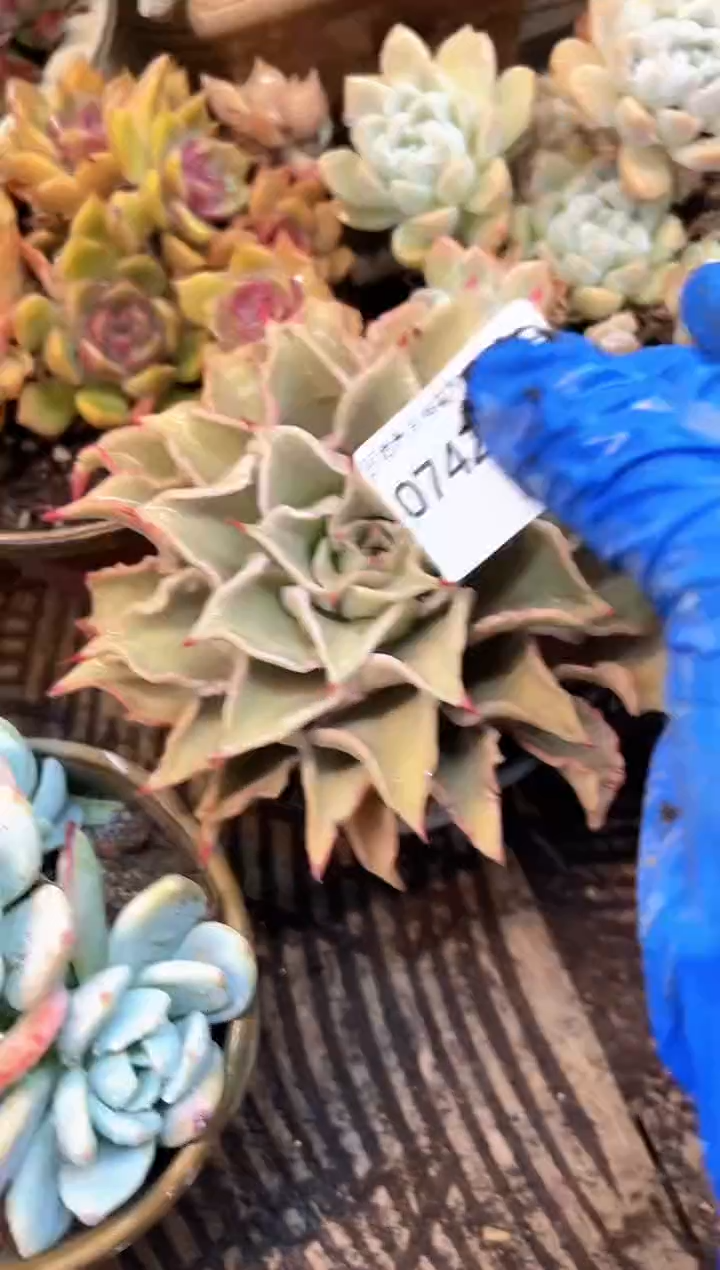 敏*多肉植物一物一拍07421