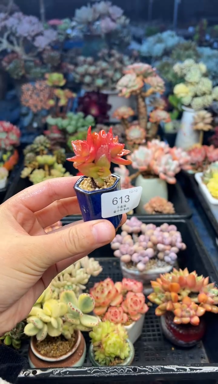 小*613          不带盆