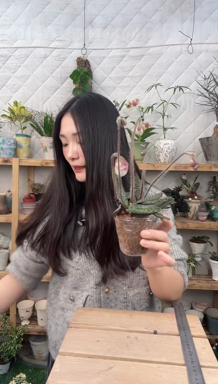 无花朵玉女兜兰育苗盆167