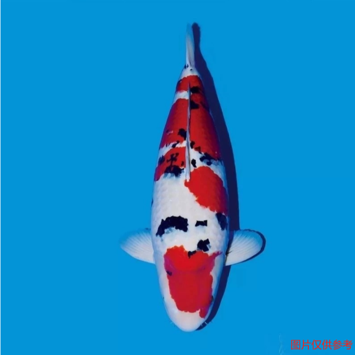 40-45公分红白大正锦鲤包邮包活精品发货