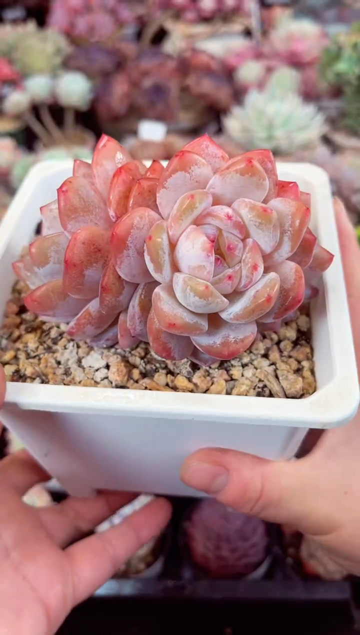 【闪购商品】4839三头状态韩橙多肉