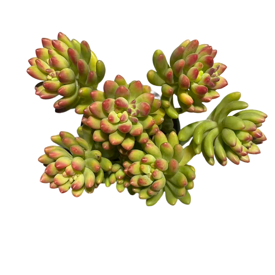 春萌脱土（传承多肉） 多肉植物室内绿植净化空气