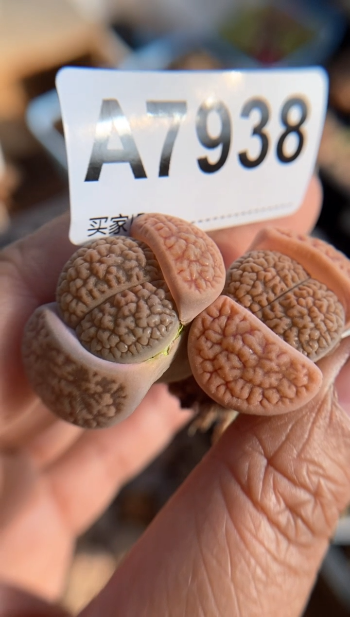 【闪购商品】7938直播一物一拍