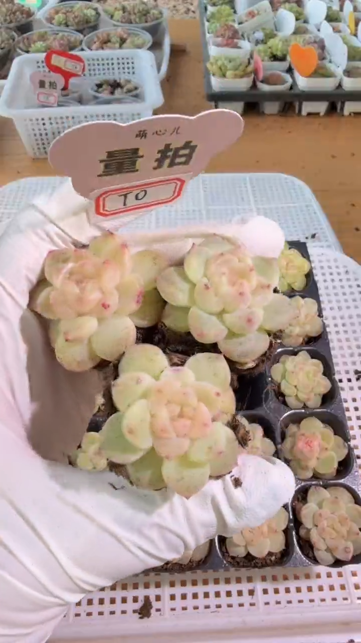 T0 单双混 3颗量拍混发 满9.9包邮