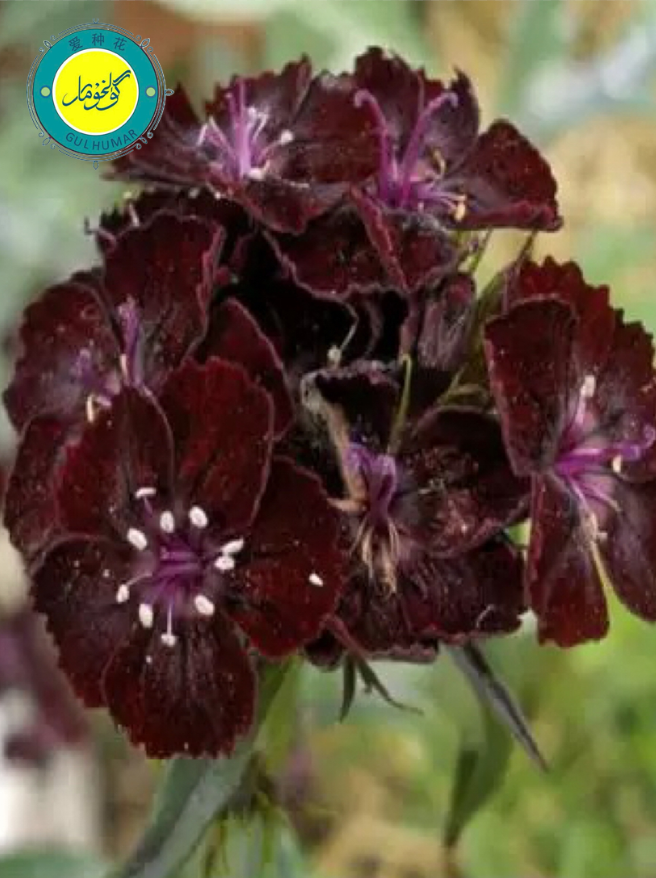 石竹花种子黑红色进口10粒种子قاراقىزىلچىنەگۈل10دانچەئۇرۇق花卉