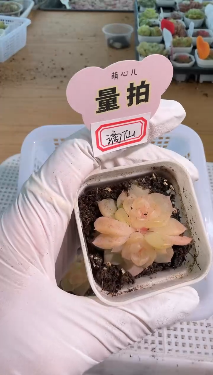 谪仙/双头 五方一盆 量拍混发