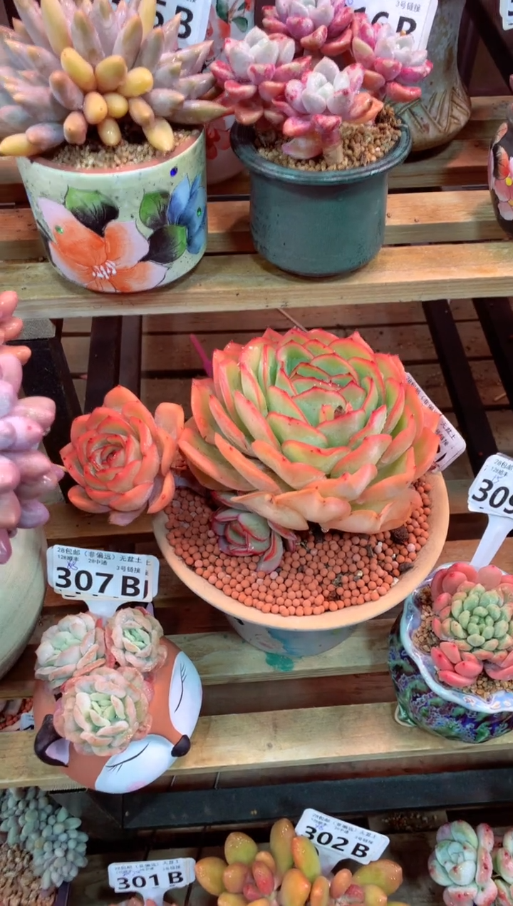 308B（一物一拍，精品多肉，w所见即所得 ）