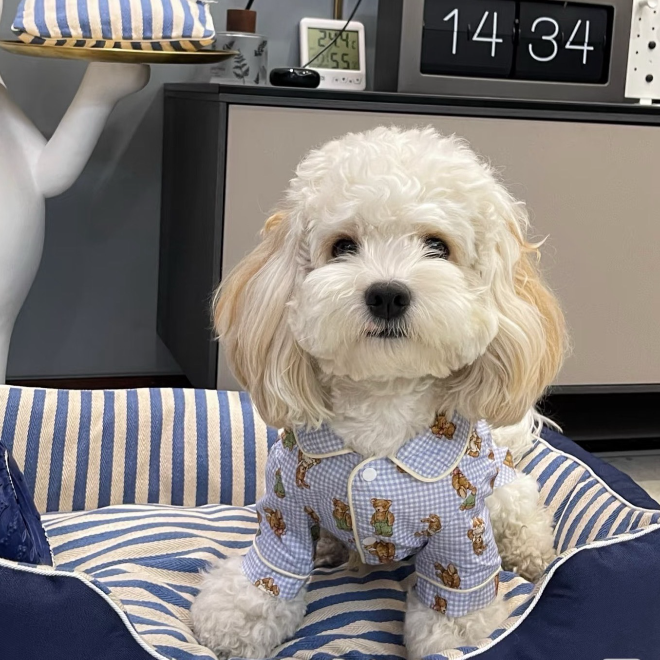 2026年成都乔贝铭宠自提链接成都