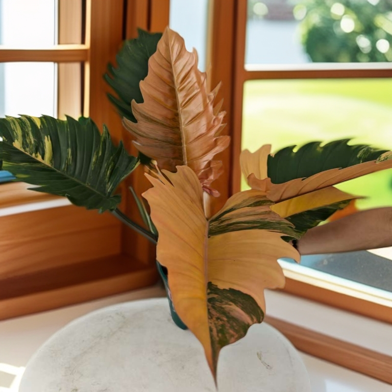 【焦糖大理石蔓绿绒】直播专享·一物一拍·绿植手慢无室内植物