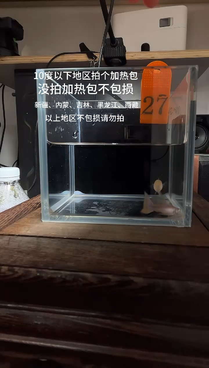 孔雀鱼金粉孔雀鱼编号27