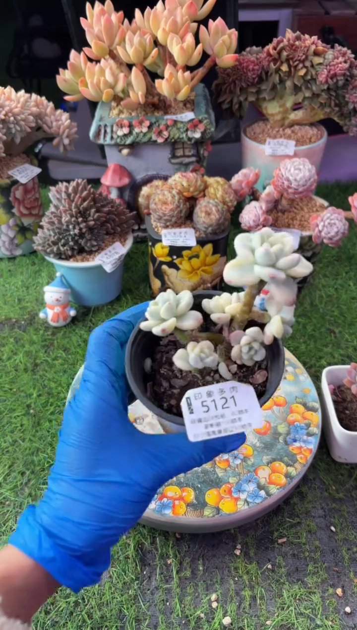 昆明印象多肉5121