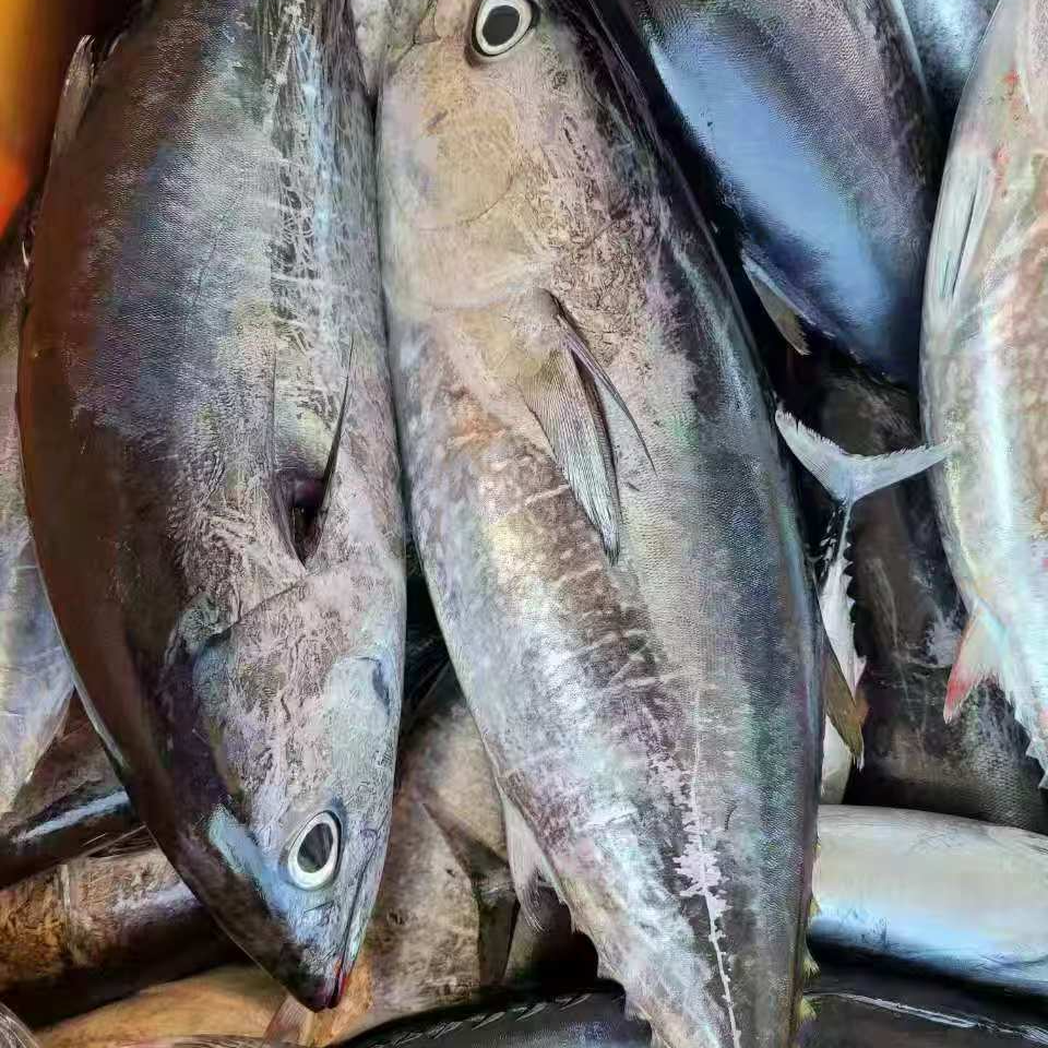 （3-8）蓝鳍金枪鱼速冻发货（顺丰包邮）