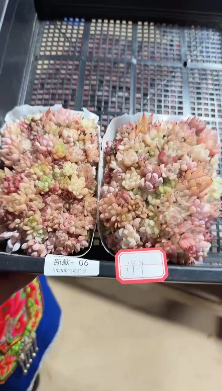 东云多肉园新款-06