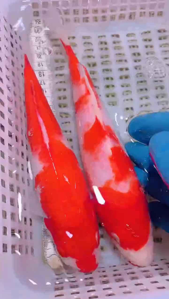 锦鲤冷水观赏鱼全场包邮131