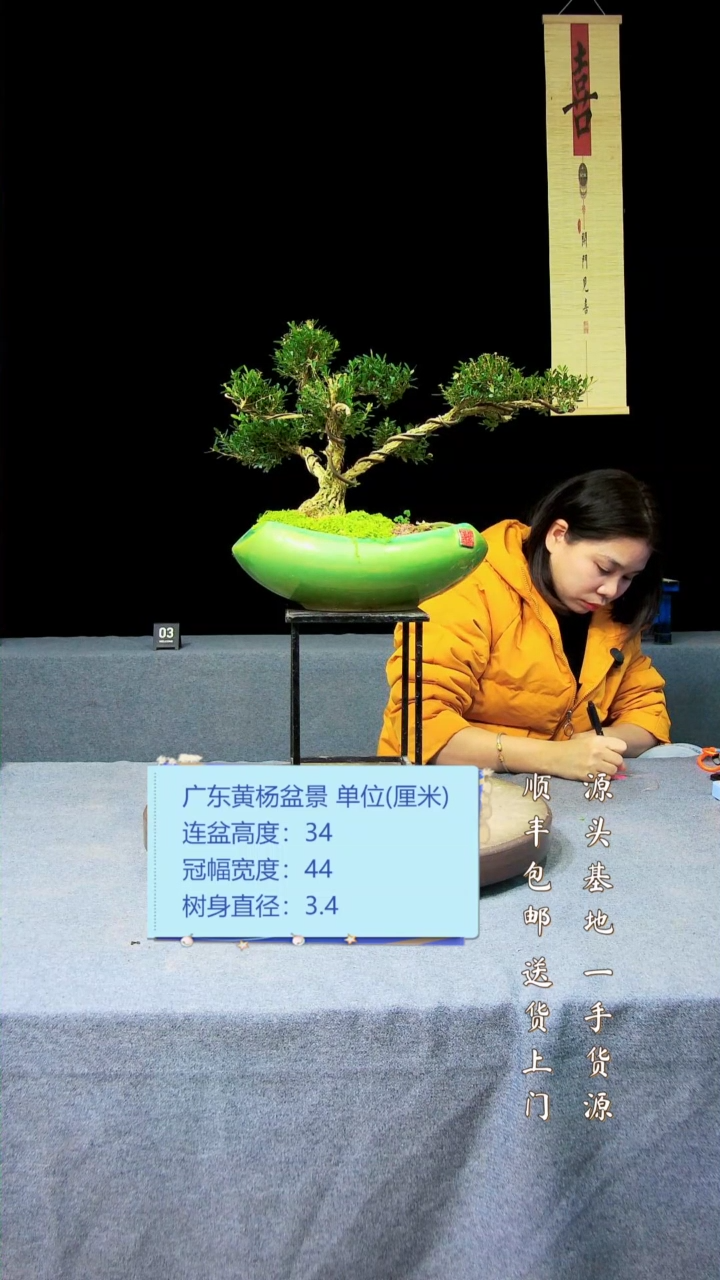 【闪购商品】黄杨盆景黄杨盆景