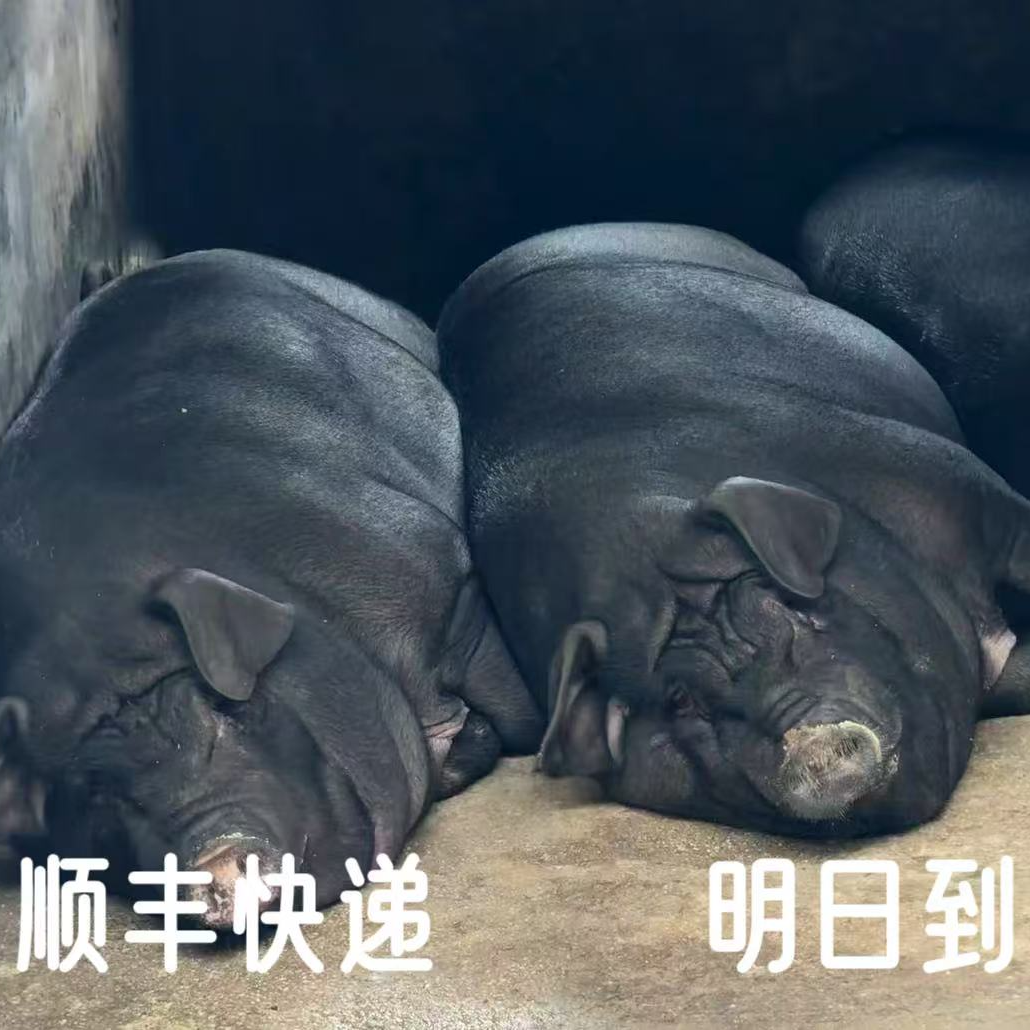 【现称链接】萍萍重庆农家喂养黑毛土猪现场称重顺丰包邮