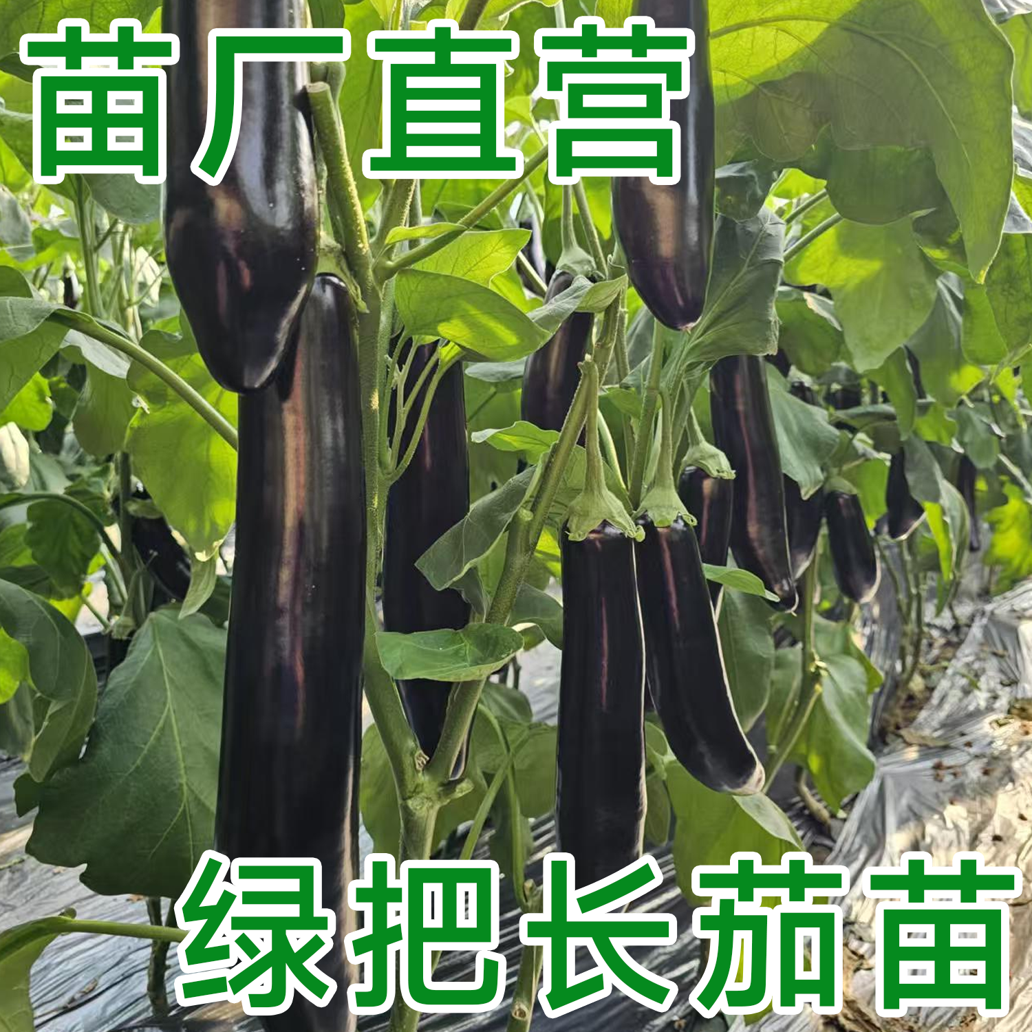 高产绿把长茄子苗子种子早熟长茄子籽春季蔬菜种子苗子