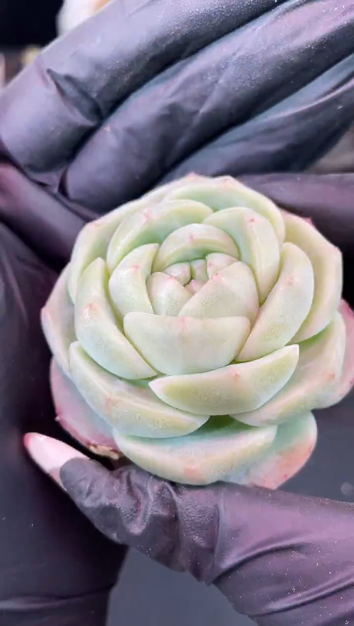 闪购1427  新品多肉一颗  3.8-4厘米