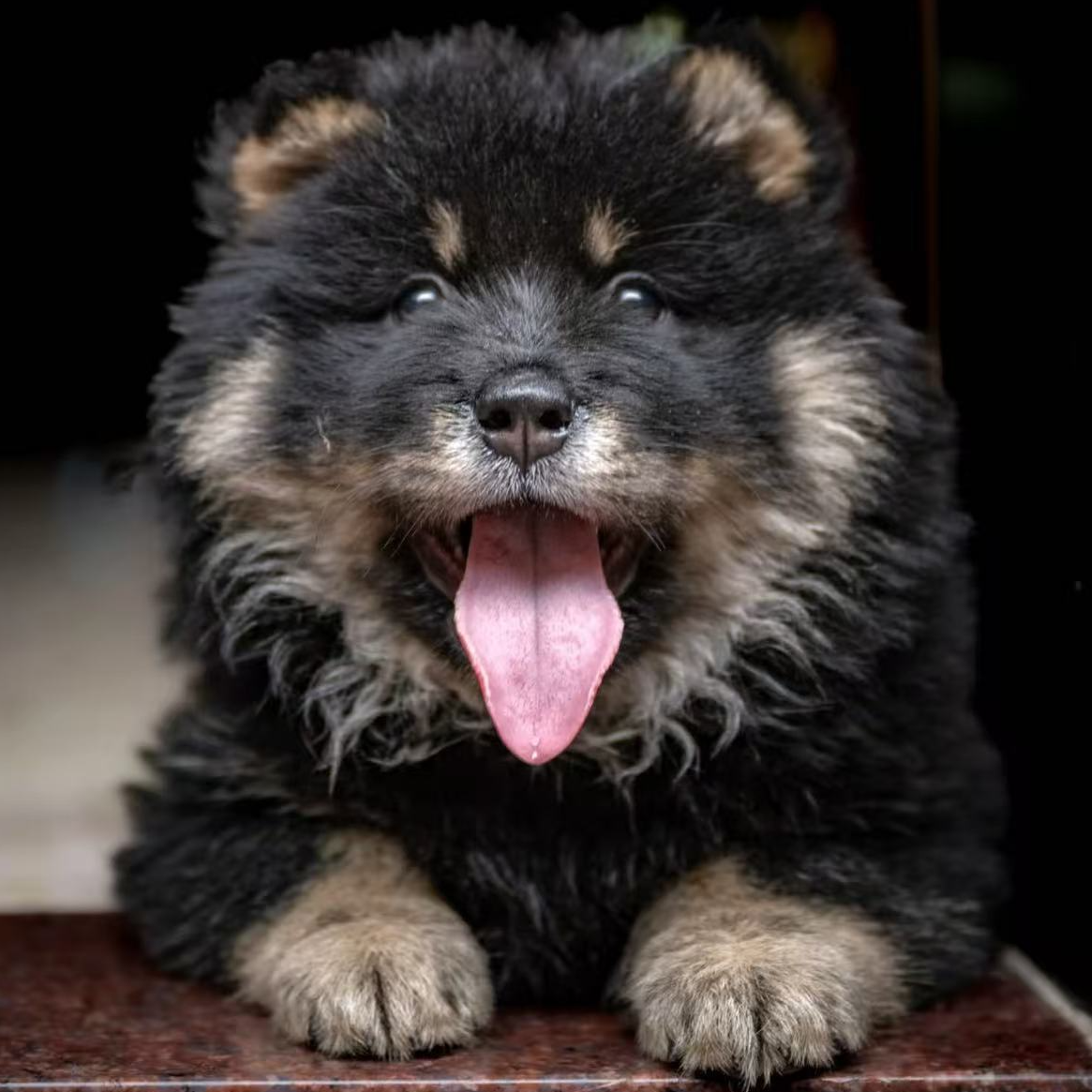 【阿涛田园犬】广西精品土松
