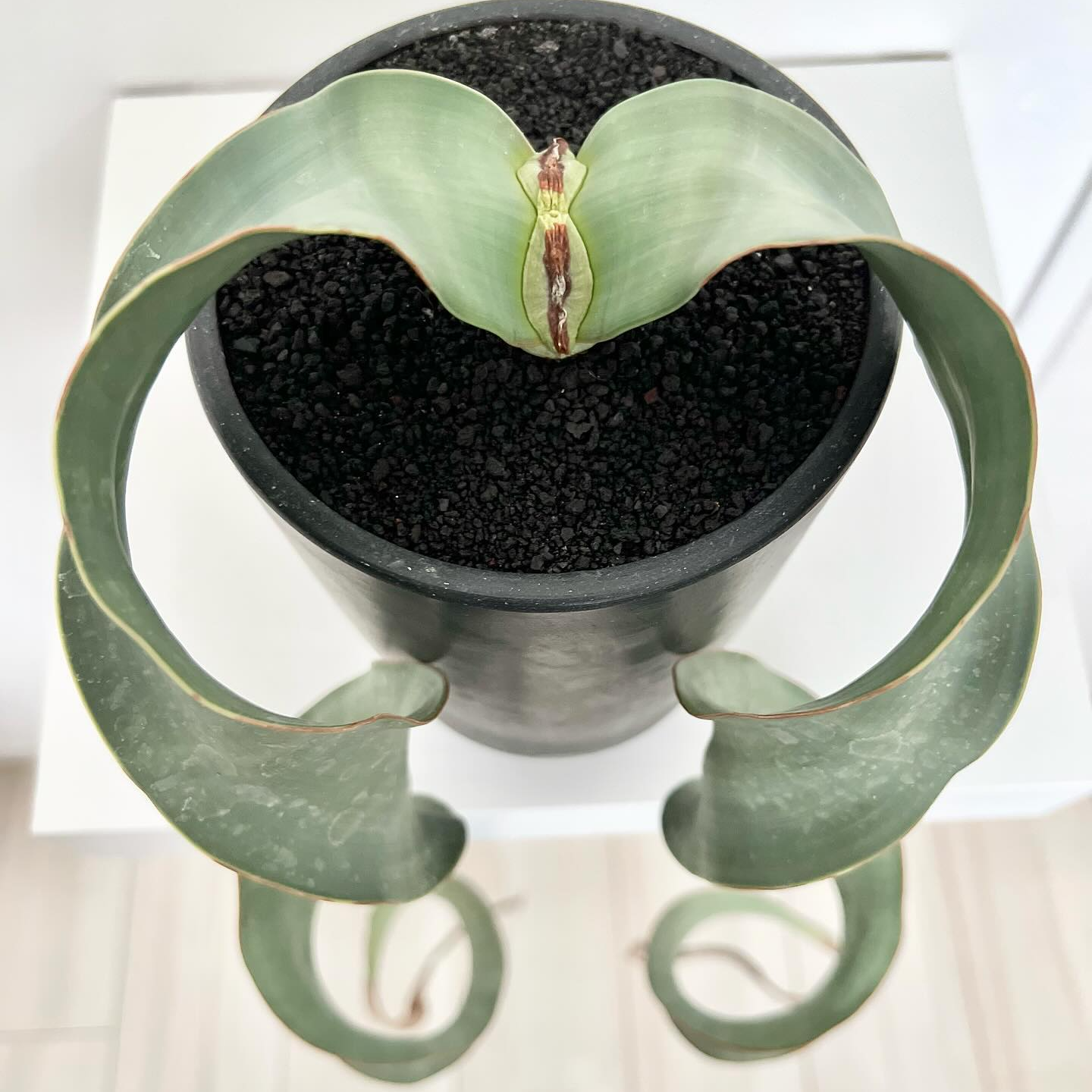 二号直播链接 下单对应植物价格 全场满38包邮 偏远地区不包邮