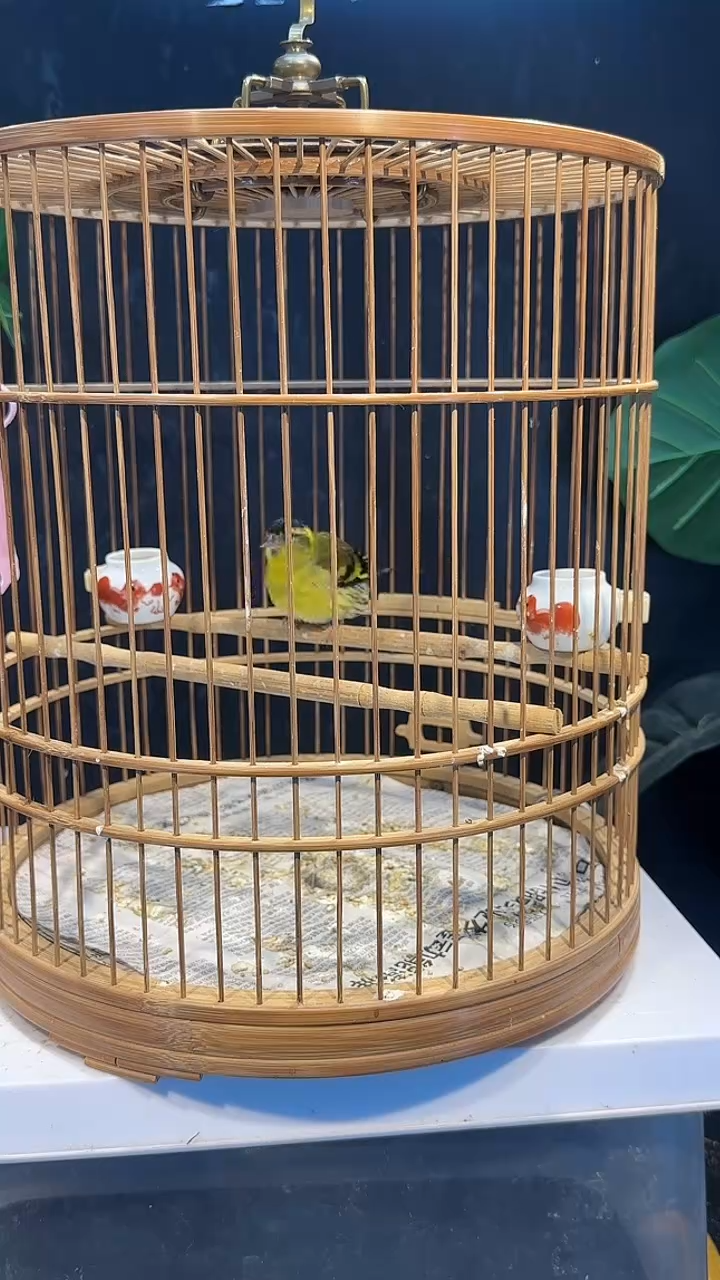 虎皮鹦鹉41号   黄雀养笼0元起拍