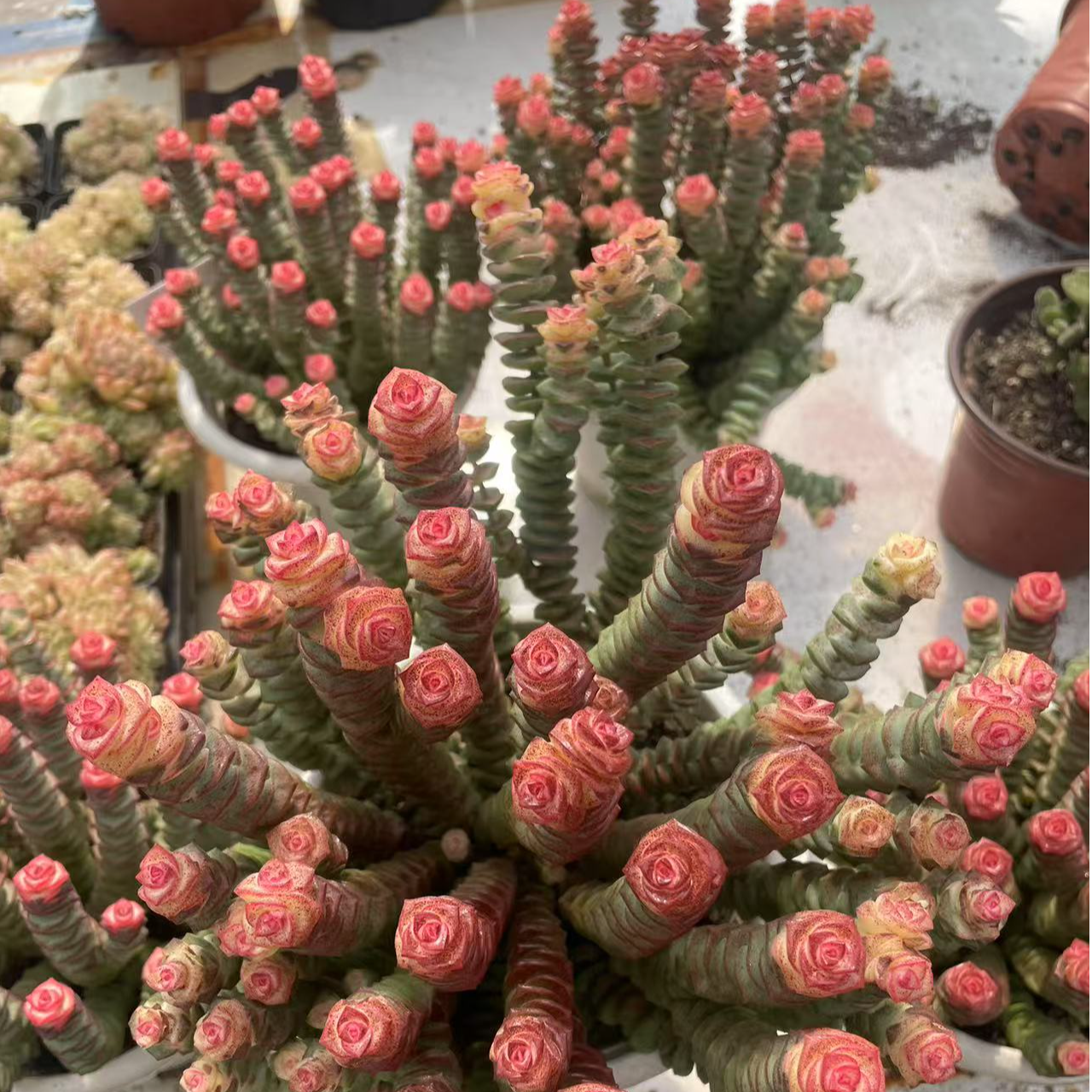 精品多肉  精控整装无砍钱串群