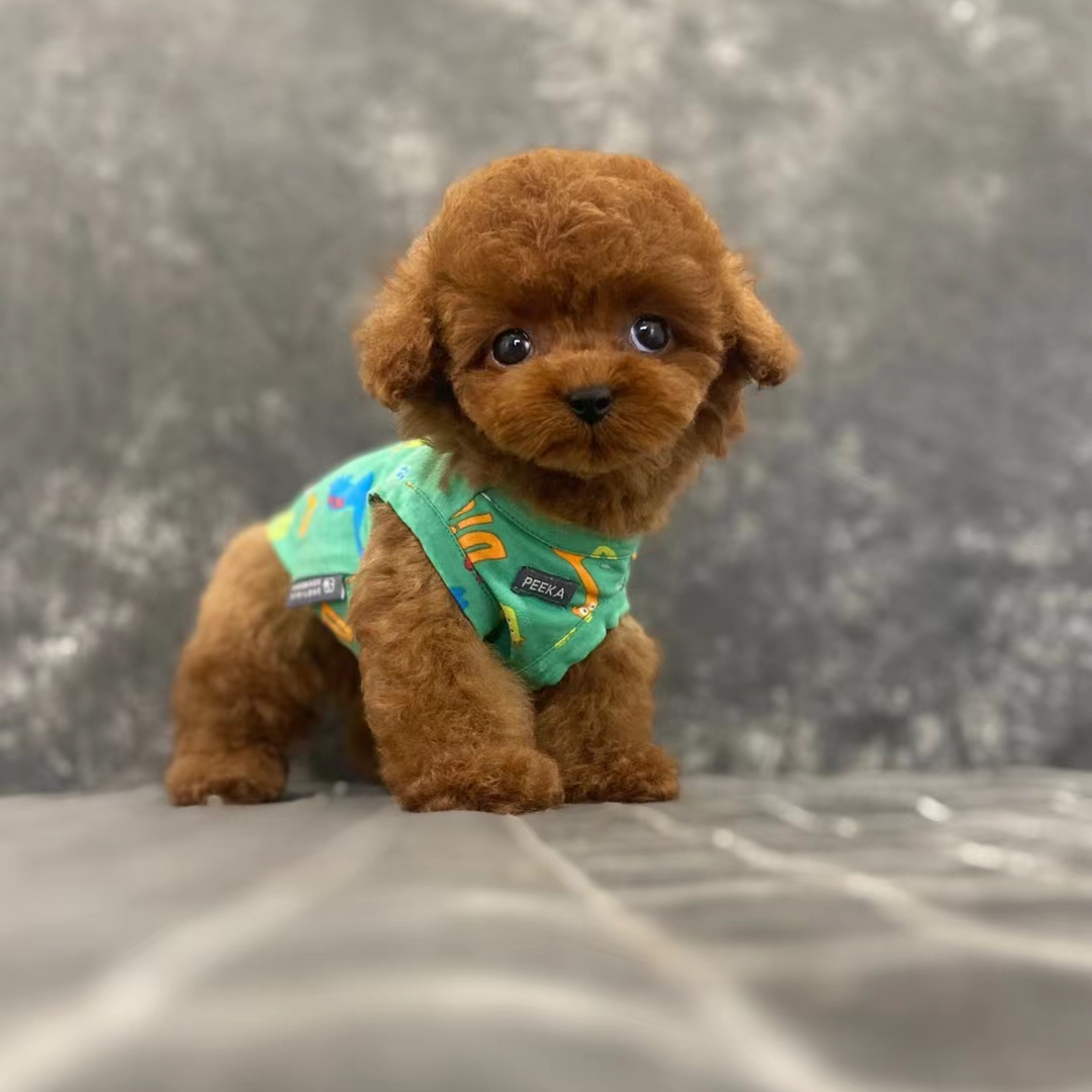泰迪比熊优宠联盟伴侣犬女朋友礼物聪明温顺乖小狗