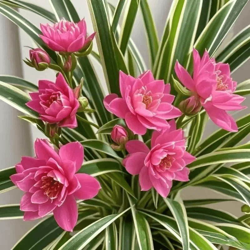 【驱蚊虫】新品耐寒浓香型大花型吊兰花种球新手好养活开花盆栽花卉