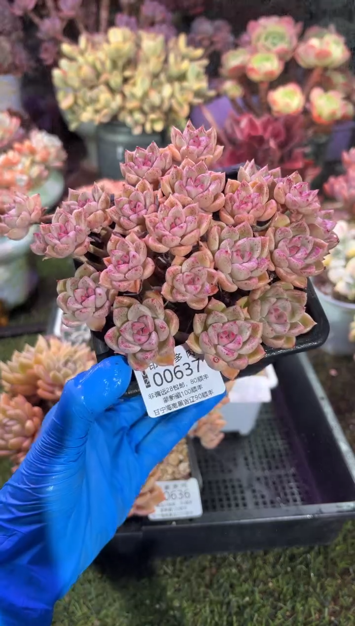 【闪购商品】00637